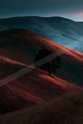 A night minimalist nature scene of trees, fog.