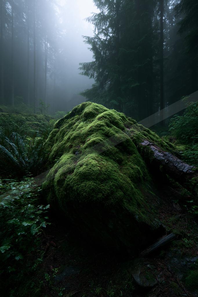 A large boulder completely covered in vibrant green moss sits in the foreground of a dense, foggy coniferous forest with tall trees disappearing into the mist.