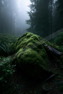A large boulder completely covered in vibrant green moss sits in the foreground of a dense, foggy coniferous forest with tall trees disappearing into the mist.