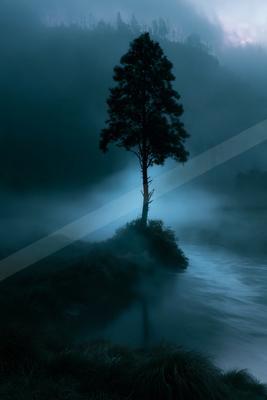 A mysterious nature scene of a pine tree, fog.
