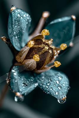 A close-up macro photograph of a flower with blue petals covered in water droplets, featuring a textured brown center and golden-yellow stamens against a dark b