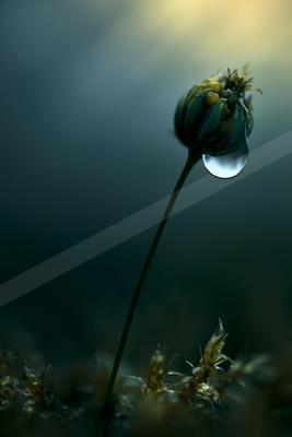 A moody macro nature scene of flowers, still life.