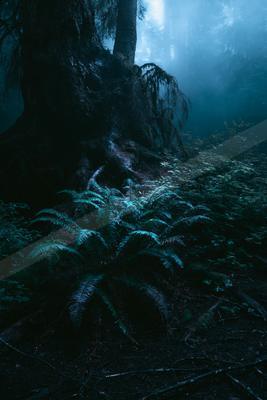 A night nature scene of forest, fog.