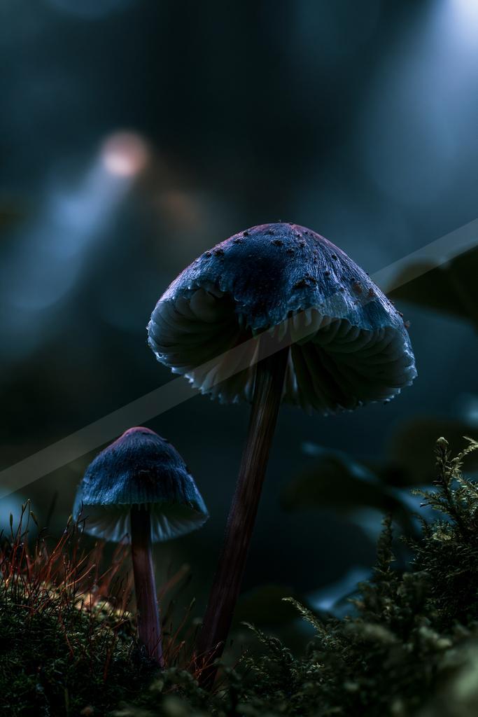 A blue hour nature scene of forest.