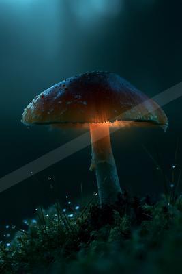 A black-toned moody photograph of mushroom, agaric, bolete.