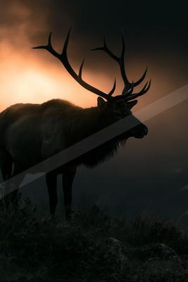 A moody wildlife photo of wildlife.