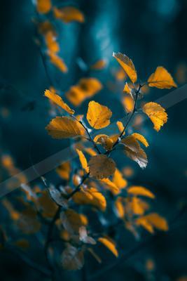 A golden hour bokeh nature scene of plants, forest, trees.