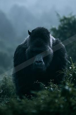 A moody wildlife photo of bear.