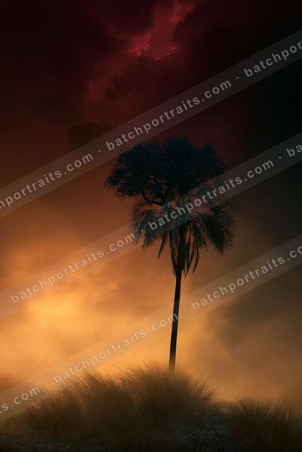 A dramatic high contrast nature scene of a palm tree, dust.