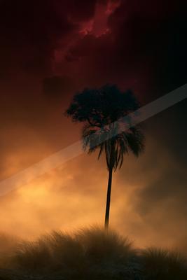 A night nature scene of trees, fog.