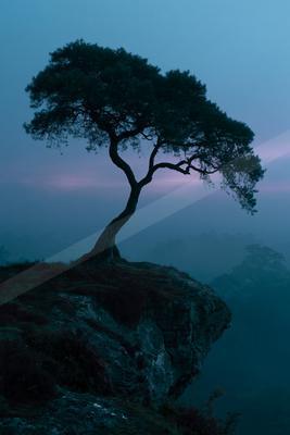 A blue hour nature scene of trees, fog.