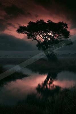 A serene nature scene of trees, lake.