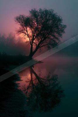 A lone tree stands silhouetted against a vibrant pink and orange sunrise, its reflection mirrored perfectly in the calm, misty waters of a river.