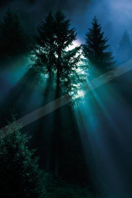 Dramatic crepuscular rays shine through tall silhouetted pine trees in a dark, foggy forest at night.