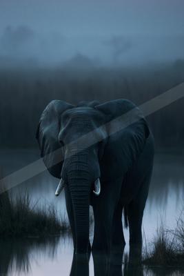 A large African elephant with prominent tusks stands in shallow water, facing the camera directly amid heavy fog and tall grass.