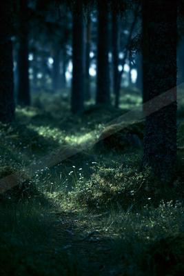 A black-toned moody photograph of wild boar, black grouse, timber wolf.
