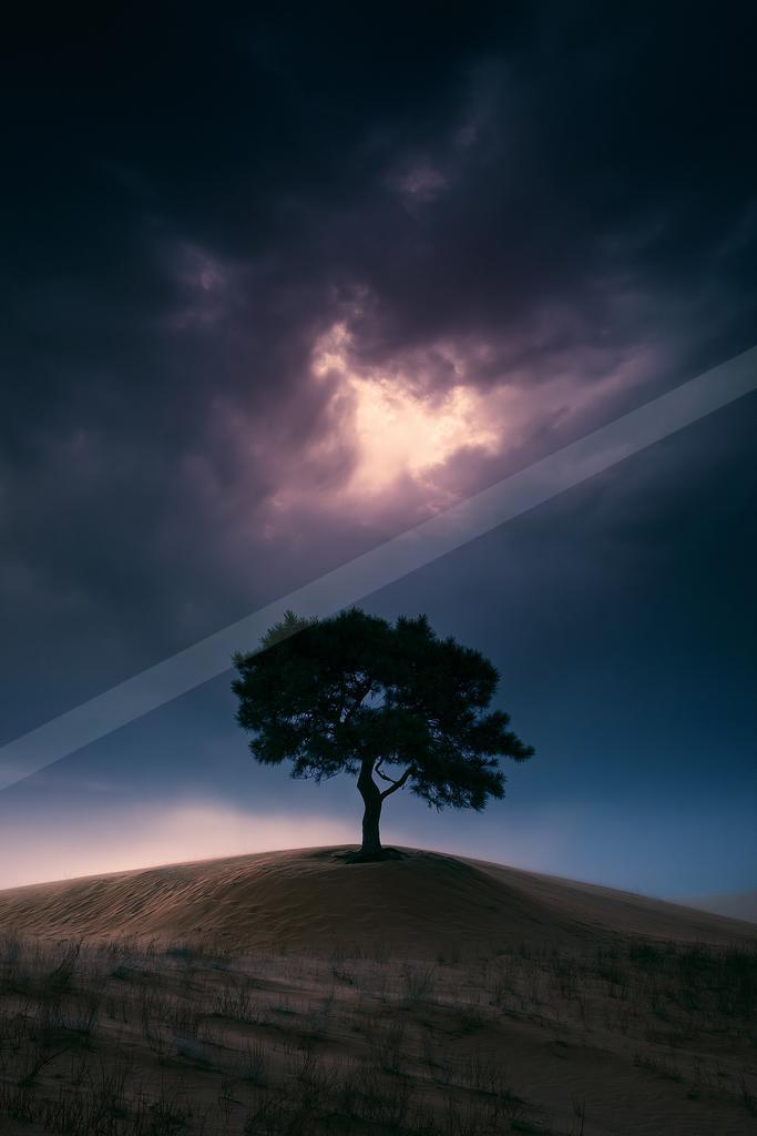 A dramatic minimalist nature scene of trees, silhouette.