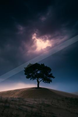 A dramatic minimalist nature scene of trees, silhouette.