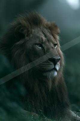 A majestic male lion with a thick dark mane lies in green grass, gazing intently to the right in a misty, atmospheric setting.