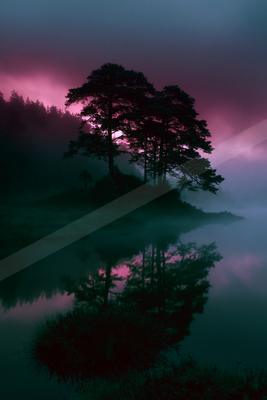 Silhouetted pine trees stand on a small island in a calm lake, their reflection mirrored in the still water beneath a dramatic pink and purple foggy sky at twil