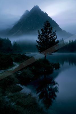 A solitary pine tree stands on the shore of a calm lake, its reflection visible in the still water, with a large rugged mountain partially shrouded in thick fog