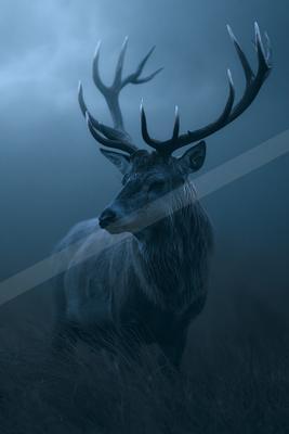 A moody wildlife photo of a deer.