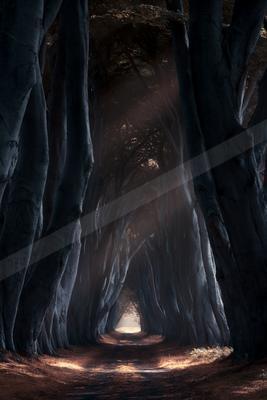 A black-and-white moody nature scene of forest, trees.