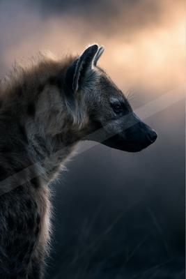 A brown-toned moody photograph of hyena, african hunting dog, red wolf.