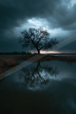 A solitary leafless tree stands on a grassy bank with its perfect reflection mirrored in the still foreground water beneath a dark, moody, overcast sky.