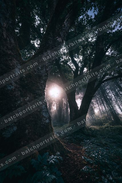 A black-and-white mysterious high contrast nature scene of a forest, fog.