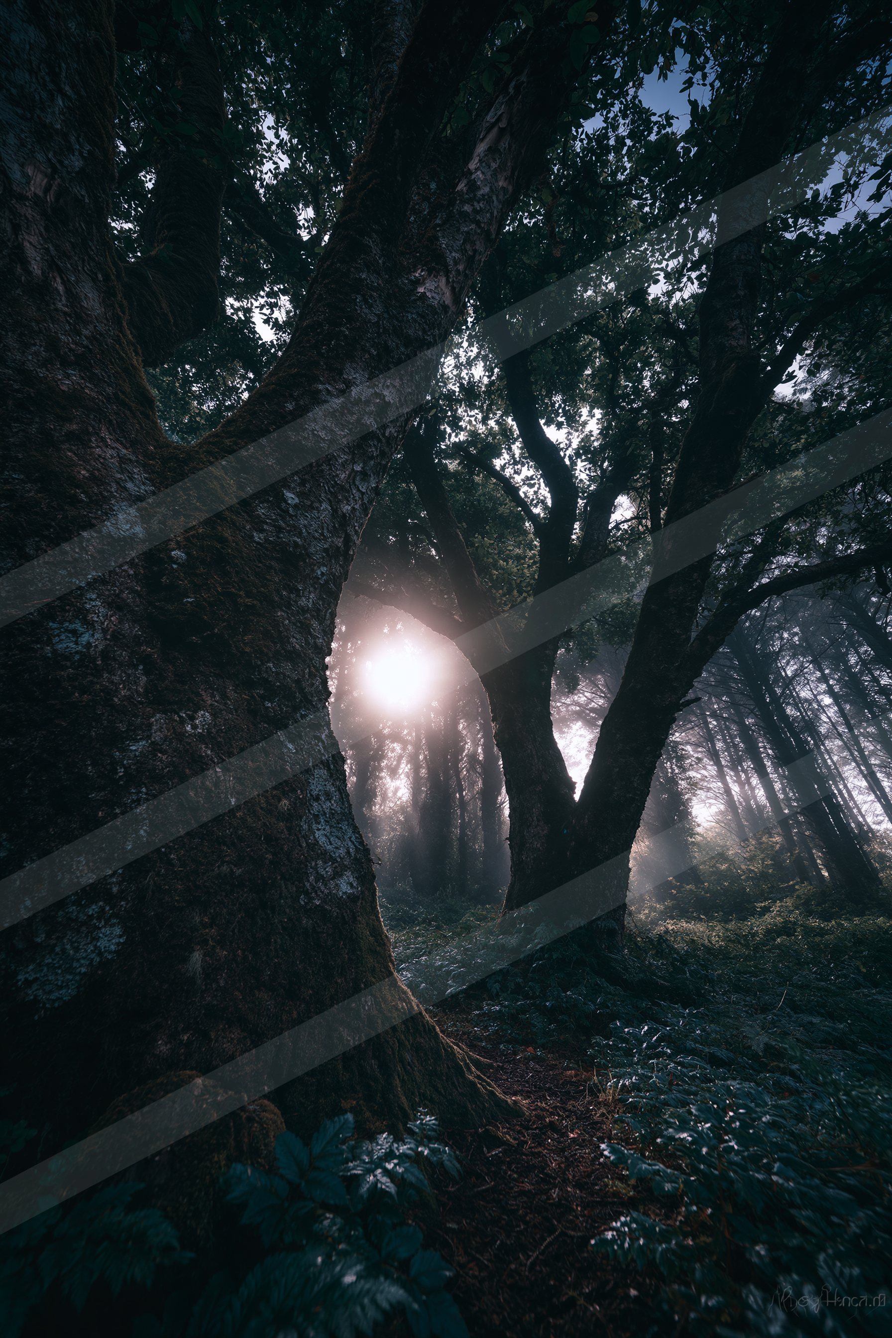 A black-and-white mysterious high contrast nature scene of a forest, fog.