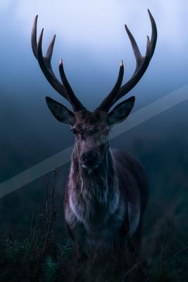 A night wildlife photo of wildlife.