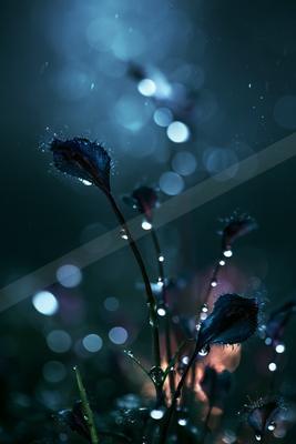 A moody nature scene of flowers.