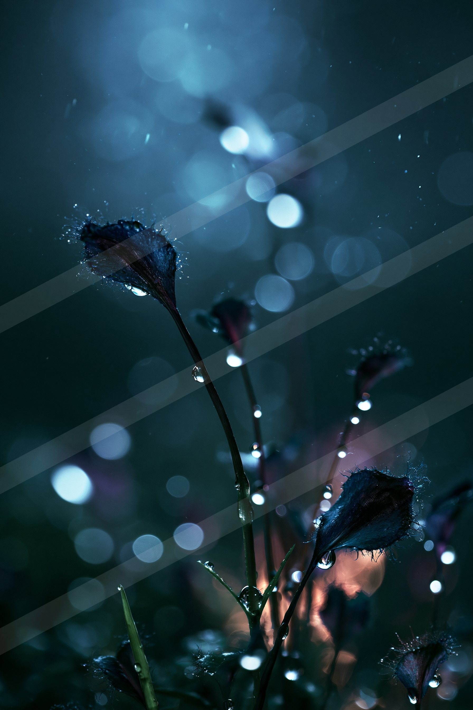 An ethereal macro nature scene of a plants, water drops.