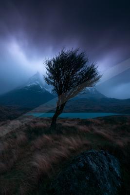 A night long exposure nature scene of trees, storm.