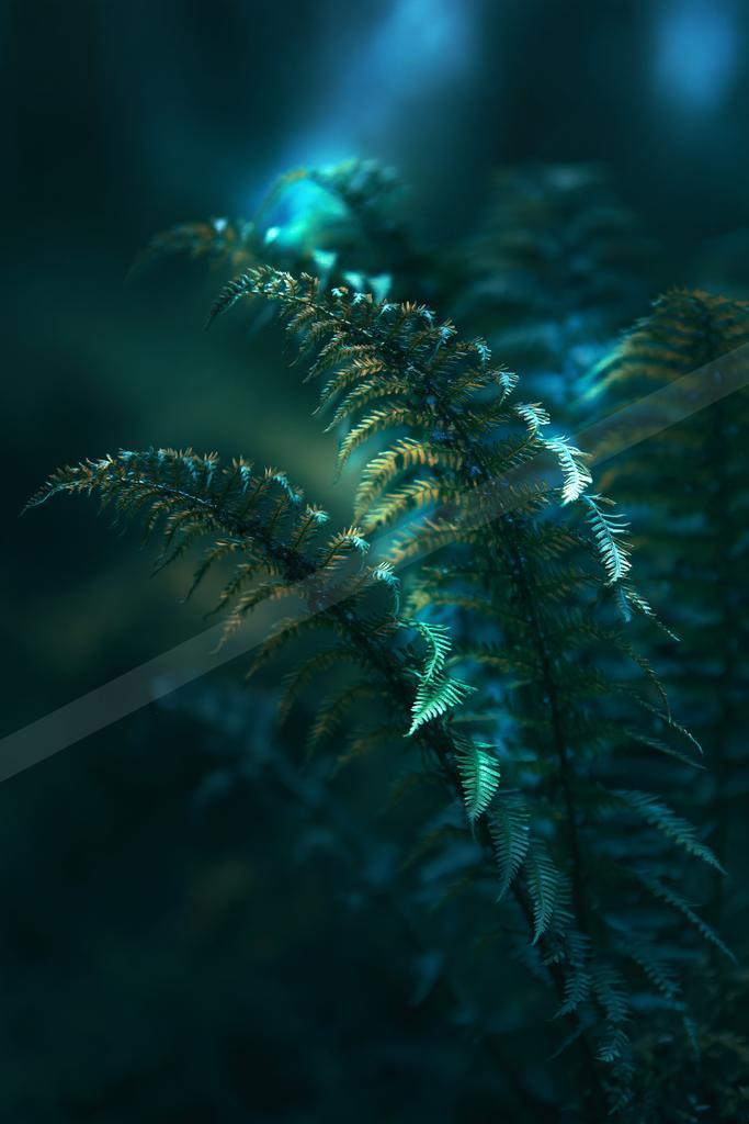 A night nature scene of plants.