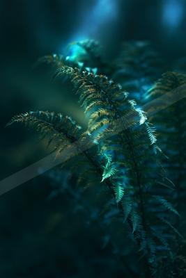 A night nature scene of plants.