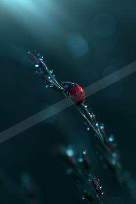 A black-toned moody photograph of hip, ladybug, ant.