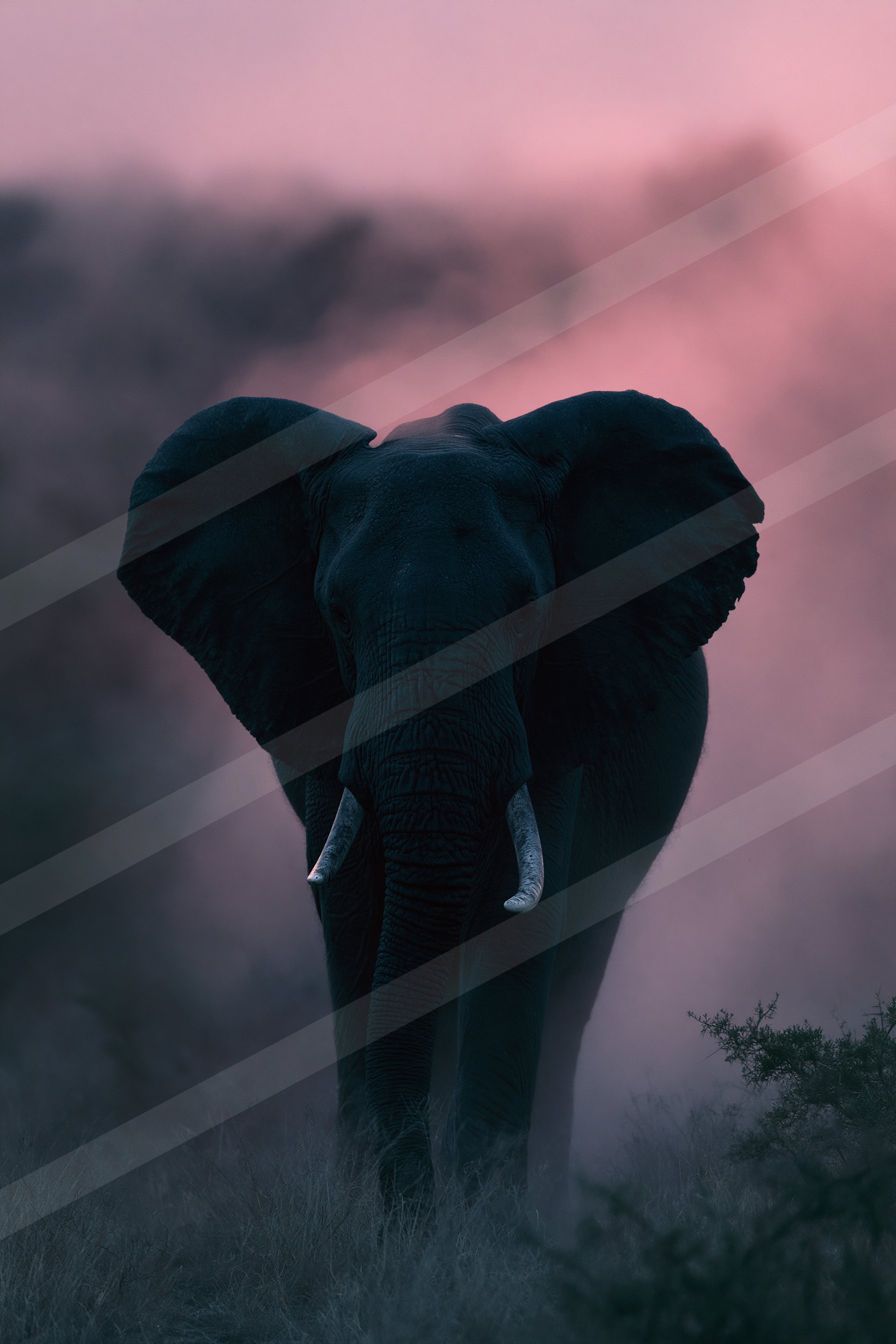 Water buffalo in the misty wilderness.