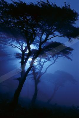 Silhouetted acacia-like trees stand against a deep blue foggy night sky with moonlight filtering through the branches.
