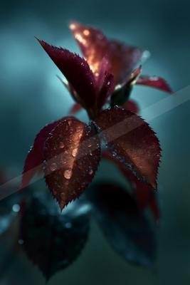A moody nature scene of flowers.
