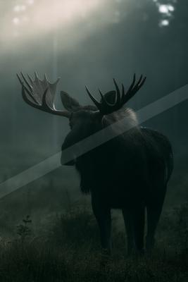 A large male moose with impressive antlers stands in a foggy forest clearing, illuminated by soft morning light filtering through the trees.