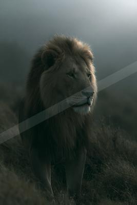 A male lion with a full mane stands alert in tall dry grass, surrounded by thick fog in a dramatic natural setting.