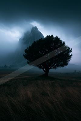 A dramatic nature scene of trees, storm, fog.