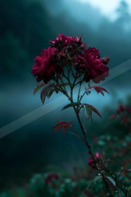 An ethereal nature scene of a rose, fog.