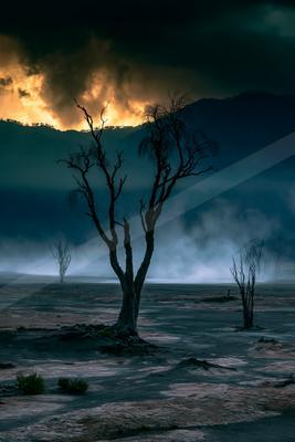 A moody nature scene of trees.