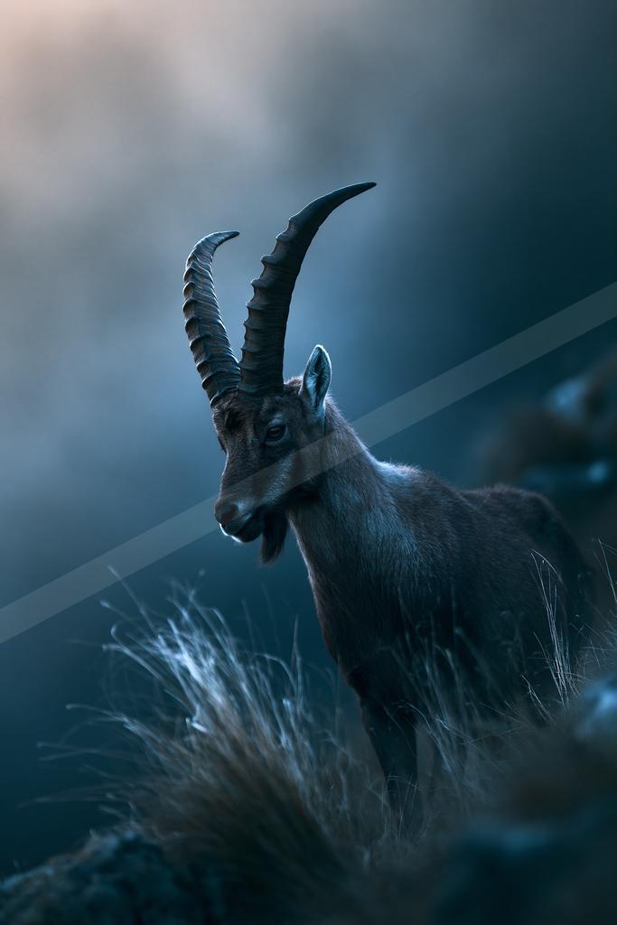 A black-toned moody photograph of ibex, gazelle, impala.