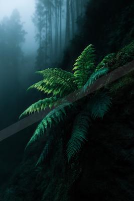 A vibrant fern plant growing on a moss-covered rock in a misty forest, surrounded by tall trees.