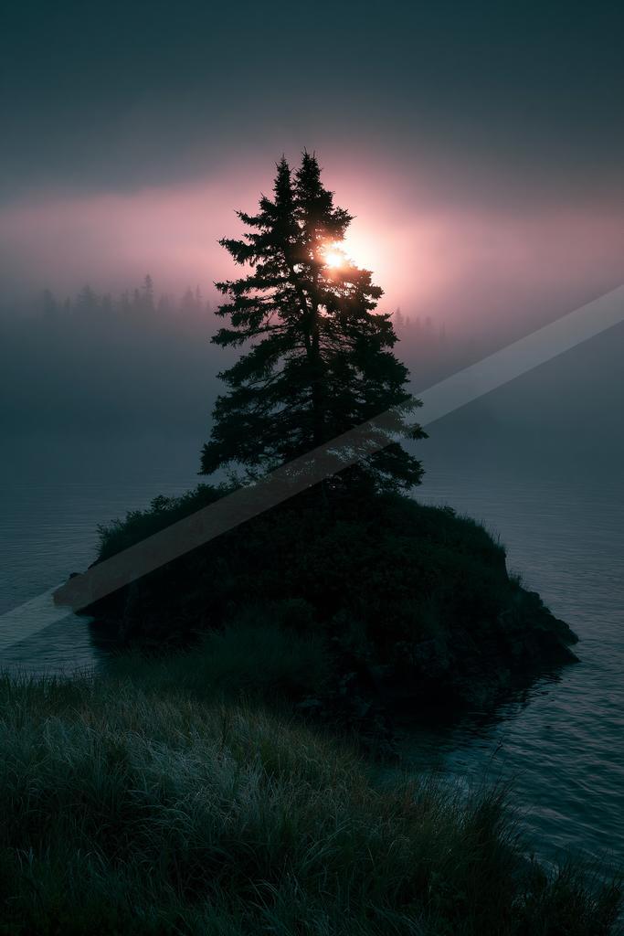 A solitary tall pine tree silhouetted on a small rocky island in a misty lake, with the sun rising behind it creating a pink and orange glow in the foggy sky.