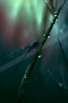 A moody macro wildlife photo of wildlife.